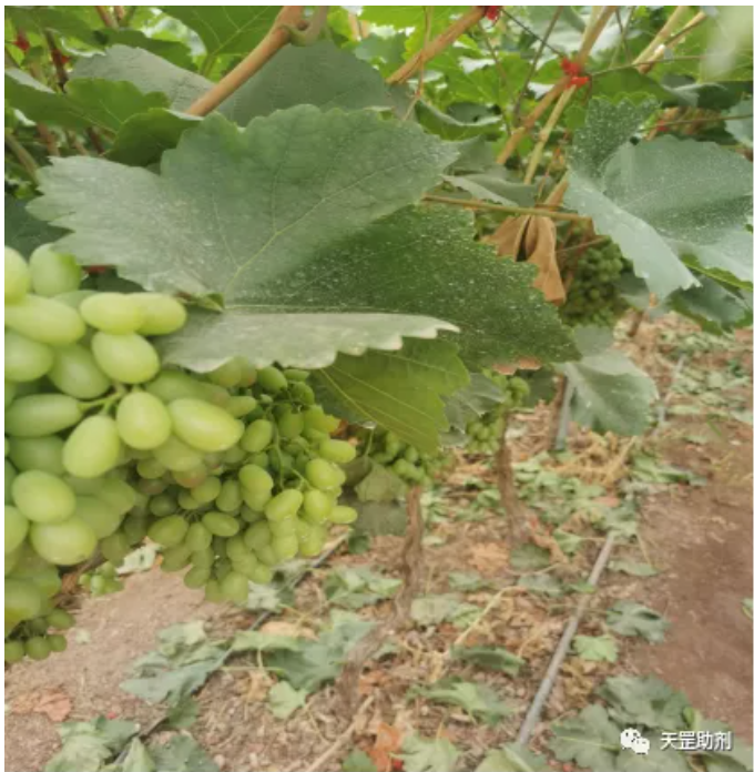 天罡耐農(nóng)藥光穩(wěn)定劑為唯一滿足要求助劑配方，達(dá)到國際領(lǐng)先水平