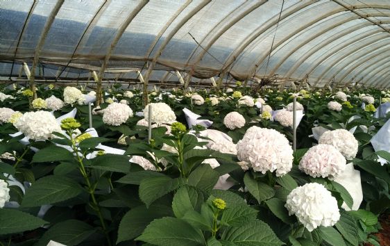 光穩(wěn)定劑：塑料材料的守護神，北京天罡助劑有限公司的科技擔當